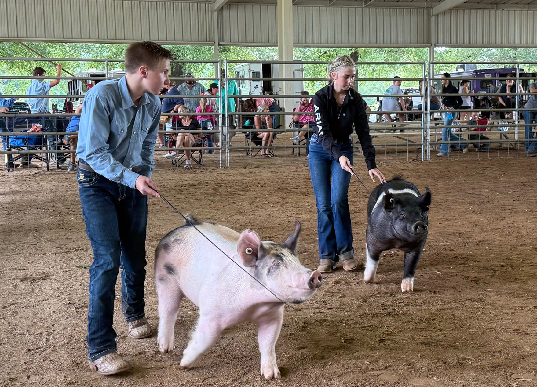 Students showing pigs at livestock show at Heritage Park area